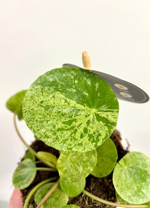 Pilea Peperomioides Mojito