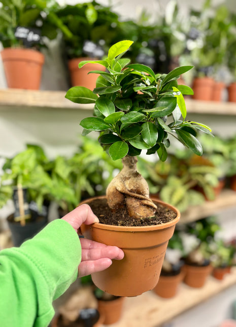 Ficus Mi Ginseng