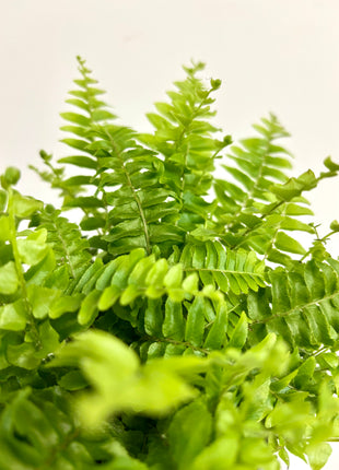 Nephrolepis/Boston Fern