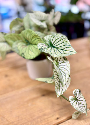 Faux variegated arrow plant
