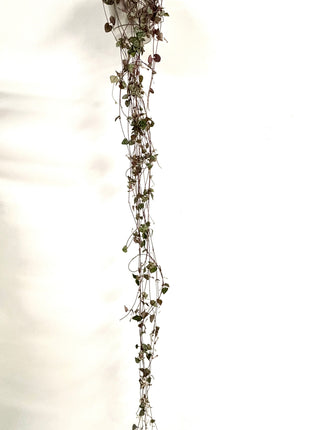 Ceropegia silver glory/string of hearts
