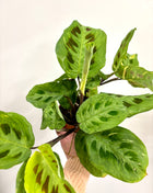 Maranta Leuconeura