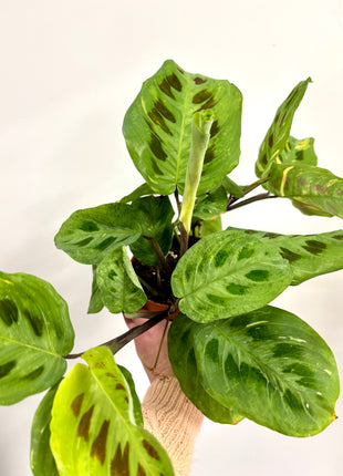 Maranta Leuconeura