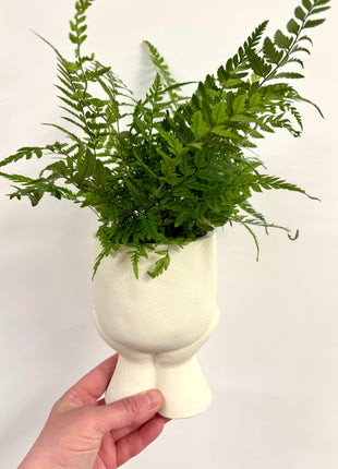 Daydream pot