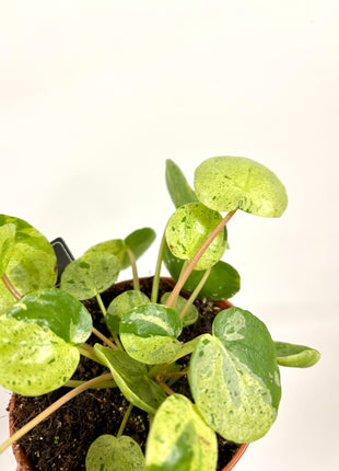 Pilea Peperomioides Mojito