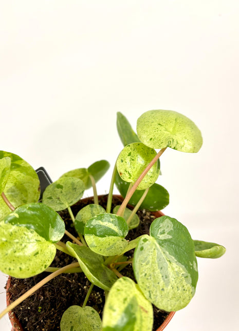 Pilea Peperomioides Mojito