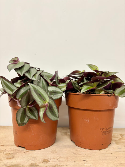 Tradescantia Zebrina