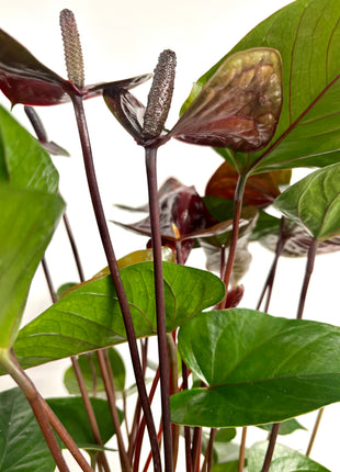 Anthurium Adios Chocolate