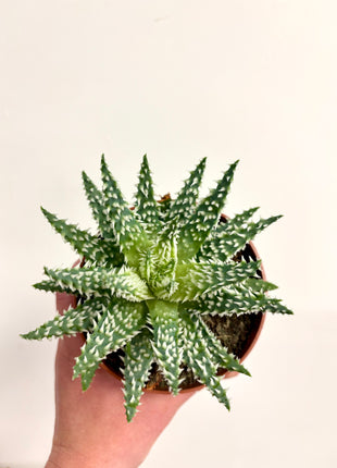 Aloe Humilis Shark