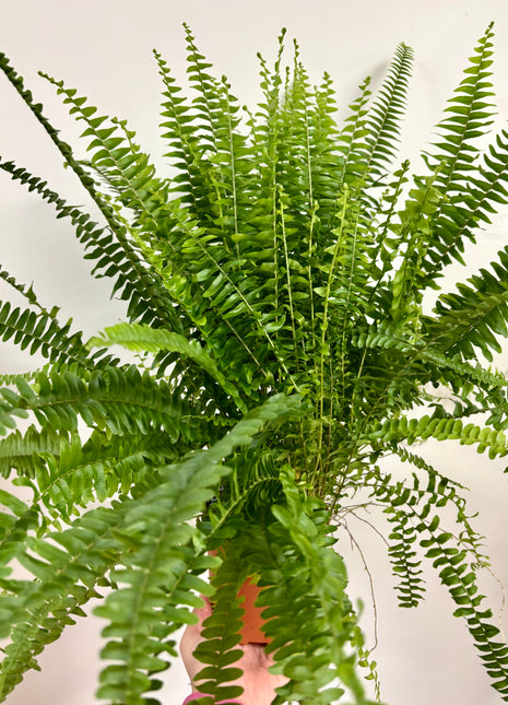 Nephrolepis/Boston fern