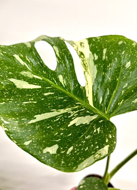 Monstera Thai Constellation