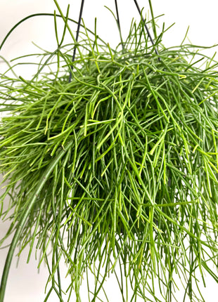 Rhipsalis in hanging pot
