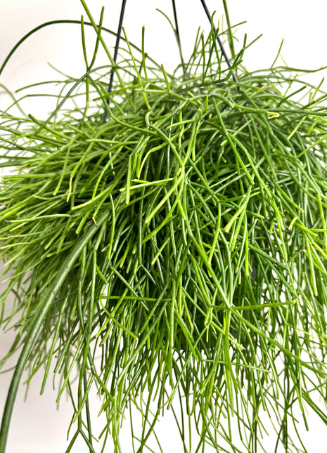 Rhipsalis in hanging pot