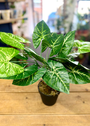 Faux Caladium