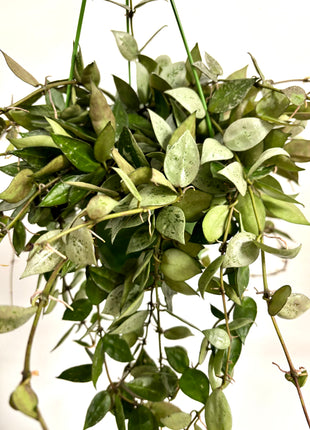 Hoya Keramische Eskimo