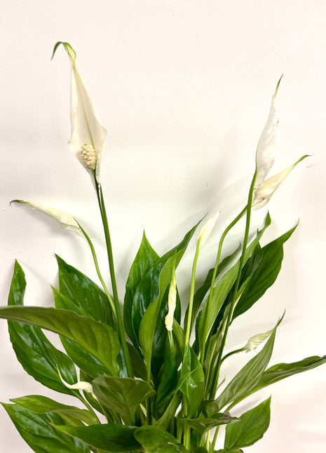 Spathiphyllum/ Peace Lily