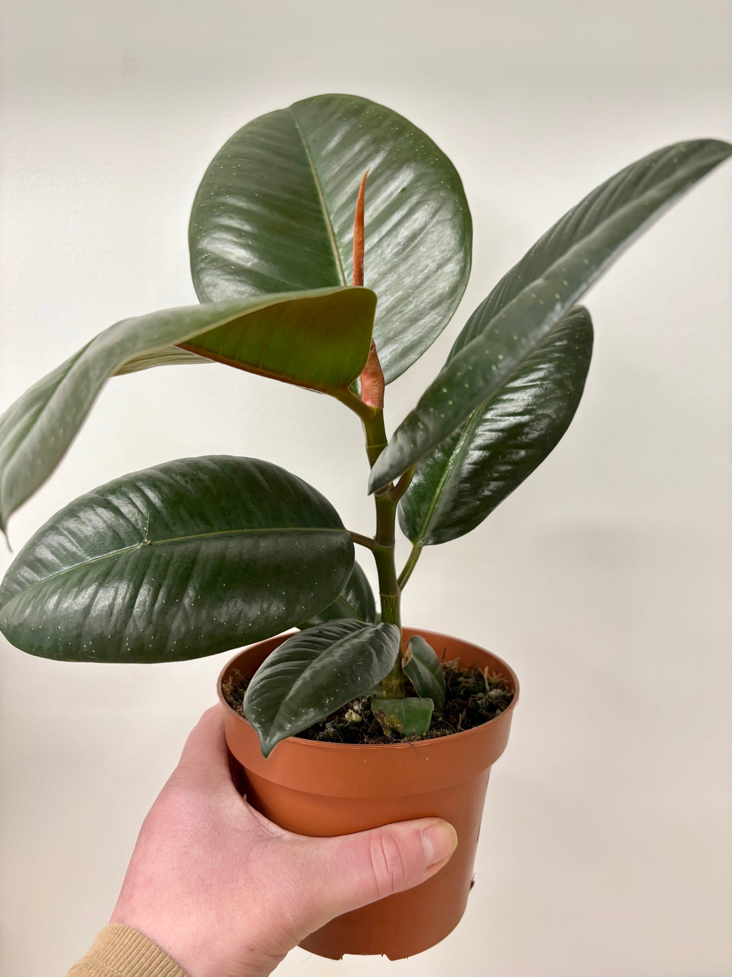 Ficus Robusta