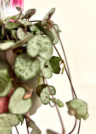 Ceropegia silver glory/string of hearts