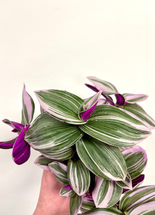 Tradescantia Nanouk