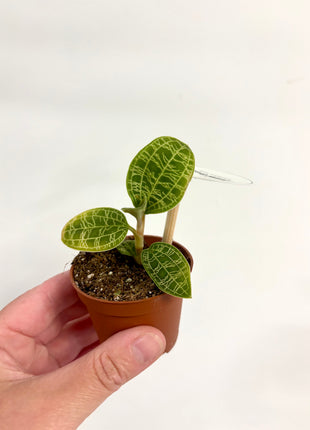Macodes Petola/Jewel Orchid