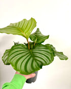 Calathea Orbifolia