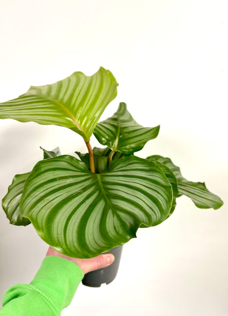 Calathea Orbifolia
