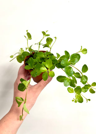 Peperomia Rotundifolia