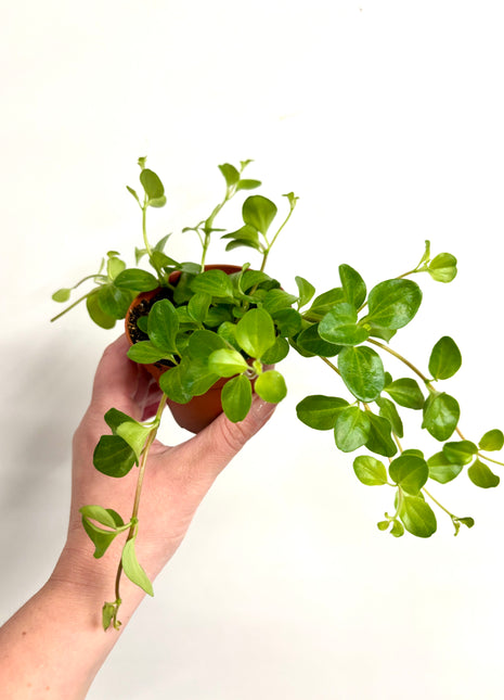 Peperomia Rotundifolia