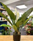 Faux Peace Lily