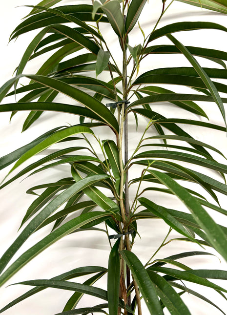 Ficus Bin Alii