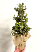 Eucalyptus tree - faux