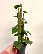 Cissus Quadrangularis