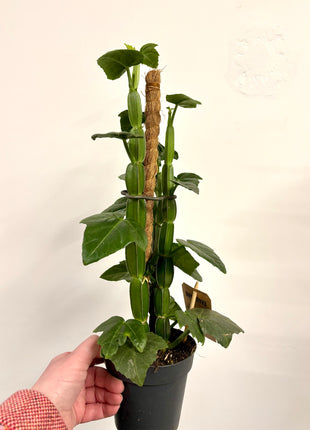 Cissus Quadrangularis
