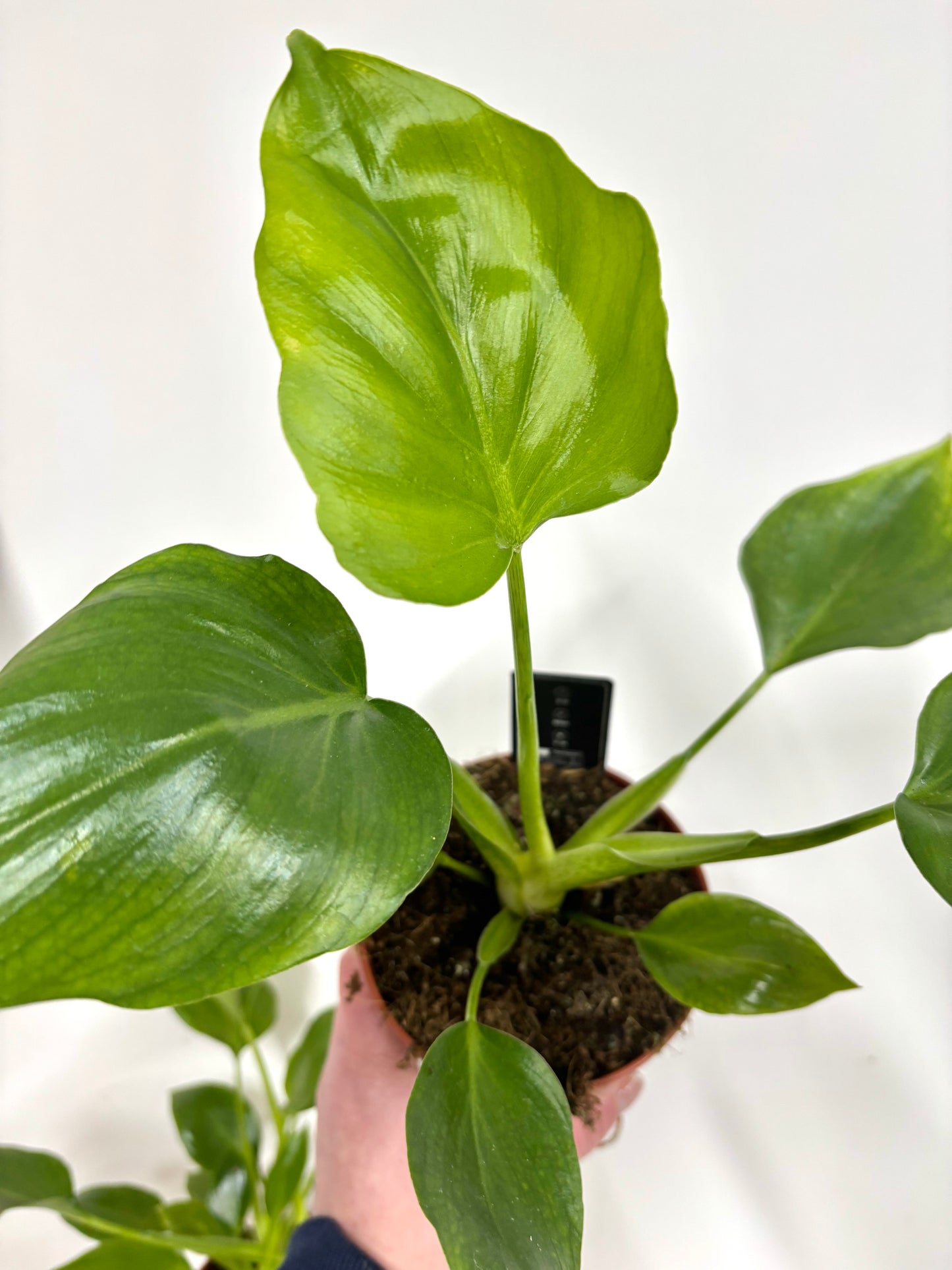 Philodendron Warzewiczii