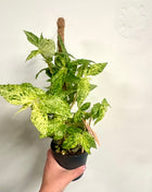 Pellonia Repens Variegata