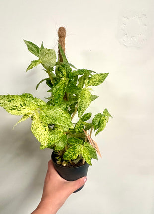 Pellonia Repens Variegata
