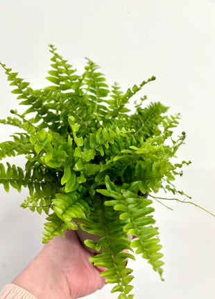 Nephrolepis/Boston Fern