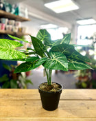 Faux Caladium