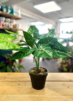 Faux Caladium