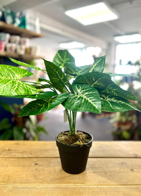 Faux Caladium