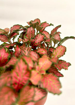 Fittonia - Pink/Red