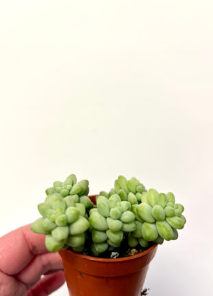 Sedum Burrito