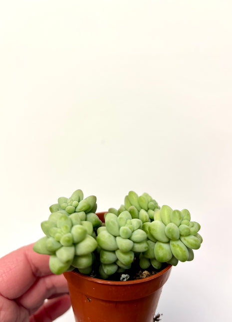 Sedum Burrito