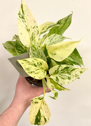 Epipremnum Snow Leopard