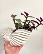 Shell planter