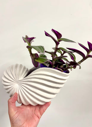 Shell planter