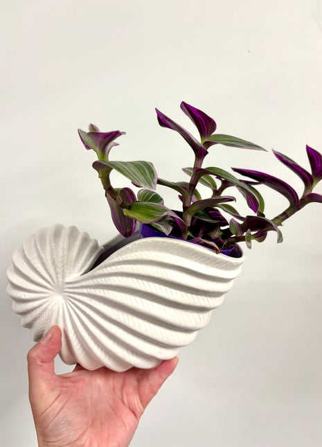 Shell planter