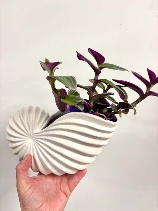 Shell planter
