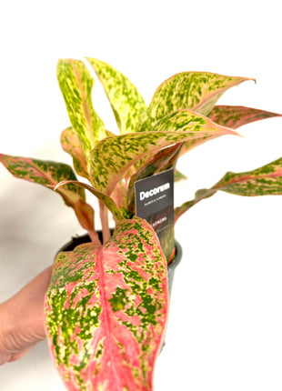 Aglaonema Prestige