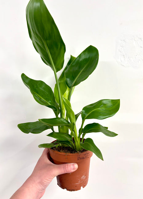 Strelitzia Nicolai / Bird Of Paradise